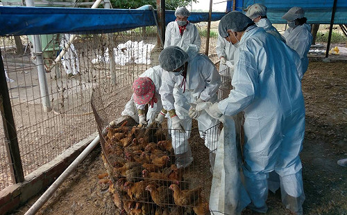 秋冬禽流感好發期！ 雲林14火雞確診已撲殺銷毀