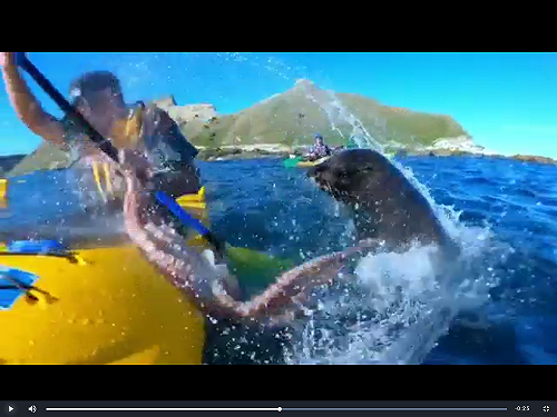 真打臉！紐西蘭攝影師玩獨木舟  無辜被海豹叼章魚甩過去