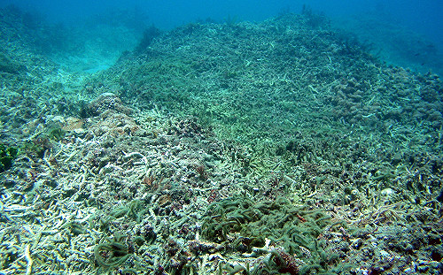 墾丁海洋生態危機！人為污水也是兇手之一