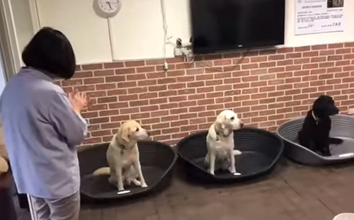 (影) 故意找碴？大陸國慶小英「幫狗慶生」 陸網軍氣pupu