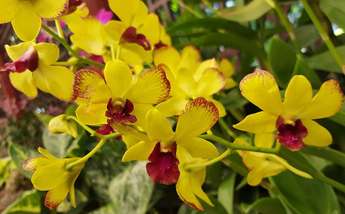 秋天也可賞花！台灣特有石斛蘭繽紛怒放中