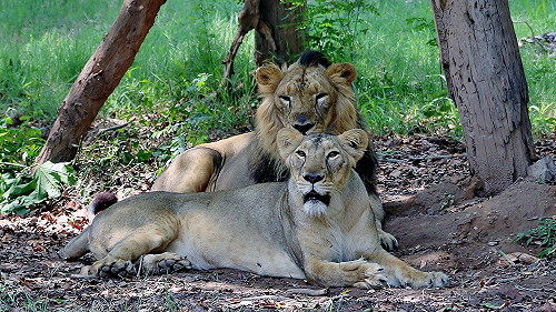 亞洲獅大危機！印度3週至少23隻死亡  5隻命喪罕見病毒