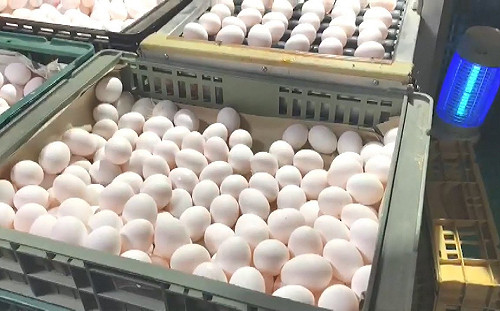 黑心蛋改標再售    高市查扣庫存義進金3兄妹交保