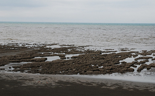 大潭擴建、觀塘三接 桃市府4立場：若破壞藻礁立刻停工