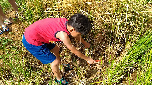 走入都市秘境！ 新北忠寮世外桃源體驗農村生活