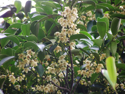 想淨化空氣 農委會推薦栽種「森氏紅淡比」