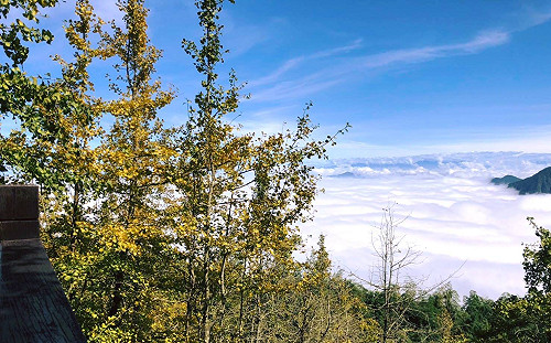 銀杏森林換衣裳！金黃美景彷如童話奇幻世界
