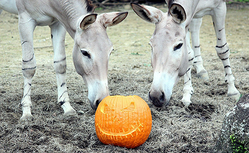 從早玩到晚！北市立動物園帶你High翻萬聖節