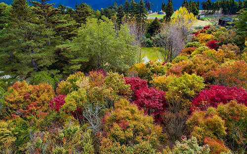 秋天賞楓好去處！漫步福壽山楓葉林超浪漫