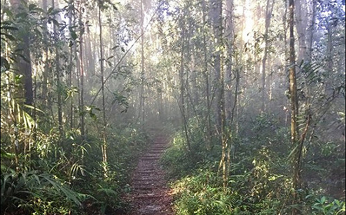 泰野豬少年翻版  大馬34理工大學生叢林失聯
