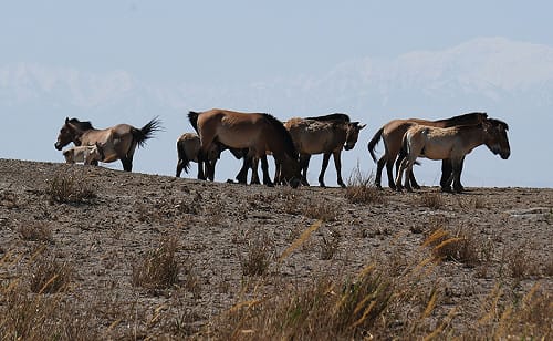 保護瀕危動物 中國野馬數量世界第一