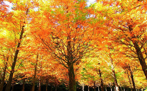 金黃森林超吸睛！不只賞楓紅還能看螢火蟲