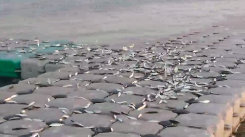 (影)怪象！大鵬灣萬尾小魚炸開水面