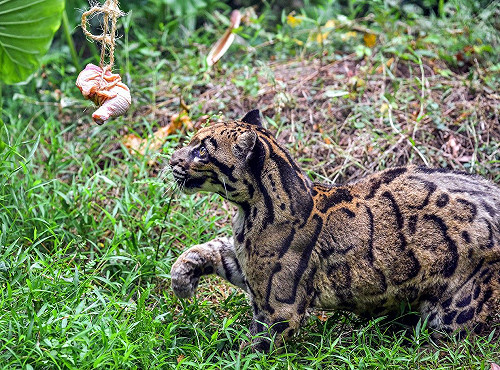 溫柔眼神融化眾人！ 北市動物園高齡雲豹辭世