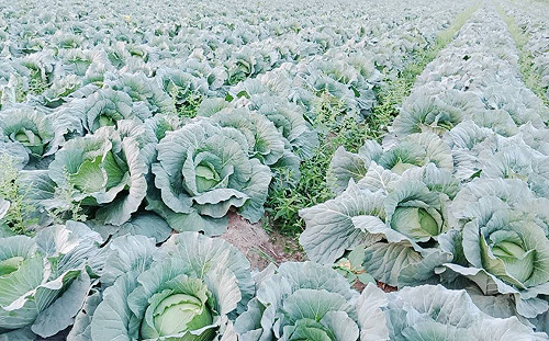 保障農民收益！農委會今啟動高麗菜種植登記