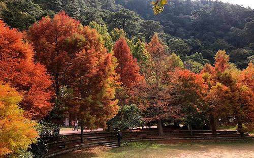 武陵農場冬季美呆了！看落羽松、楓葉美景趁現在