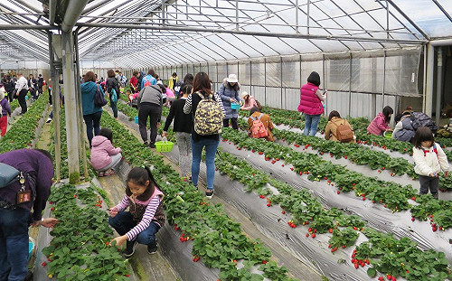 台北也可採草莓！到內湖體驗採果 So Happy