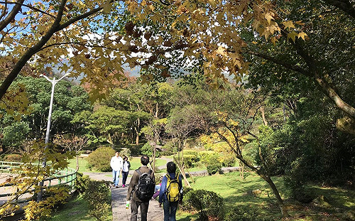 銀杏黃了、楓林紅了！不一樣的陽明山冬季美色超讚der