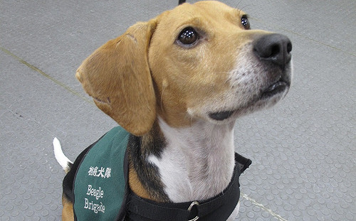 防疫犬桃機待命！違規攜肉入境100萬罰款今上路