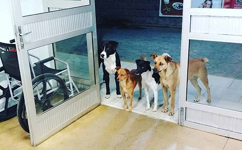 街友主人看醫生4汪門口守候　沒有家卻有最好的家人