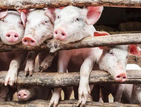 原因查出來了！中國非洲豬瘟延燒  餵食廚餘與未消毒占8成