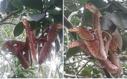 驚！樹上出現三頭蛇？是蛾中之王「皇蛾」的蛇頭翅膀