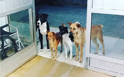 血犬合法？獸醫院超抽導致貧血　虐待動物只開罰1萬5