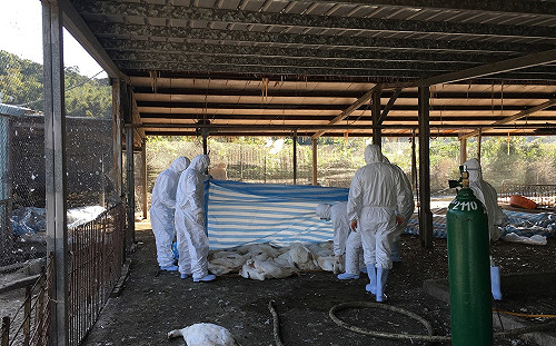 防禽流感擴散 桃園疫區鵝場周邊養禽戶採樣送驗