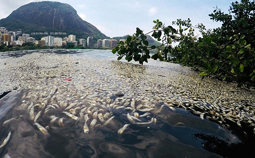 熱浪襲擊 巴西南區湖泊魚群暴斃逾55噸