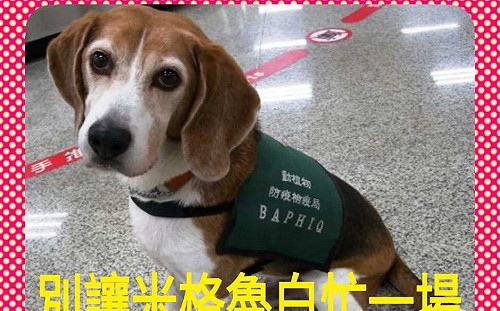 外國人豬瘟罰金20萬不繳也沒差？黃國昌：別讓米格魯白忙一場