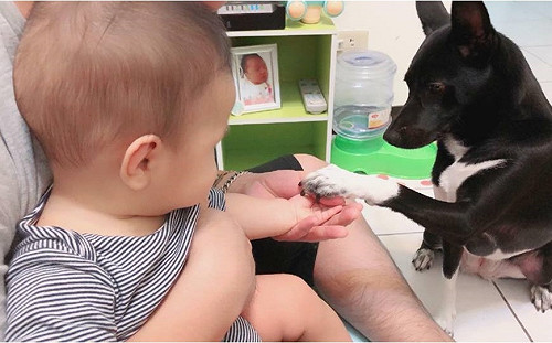 嬰兒與狗同住蒐集親友七大金句  寵孩媽：最危險的是人