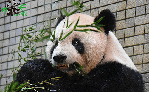 全球首隻牙套熊貓在台灣！「團團」張嘴露出閃亮「鈦」銀牙