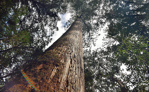 (影) 中央山脈大驚豔！深山特遣隊「森之巡」發現上百株原始珍貴紅檜巨木群