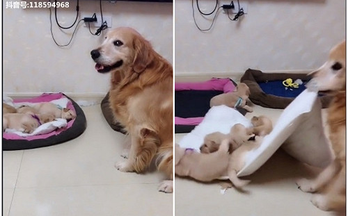 床被狗兒子霸佔  阿金一口咬走床墊小金全部滾一圈