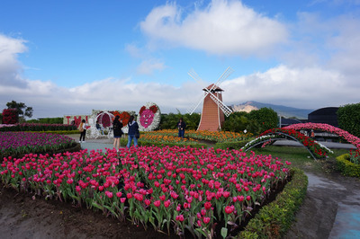 元旦連假何處去 后里中社3萬株鬱金香迎賓