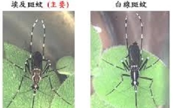 「蚊臉」辨識 國衛院 0.07秒揪登革熱病媒蚊