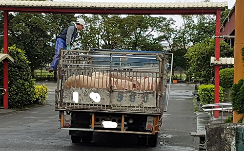 防非洲豬瘟禁廚餘養豬？環保署：要先盤點處理量