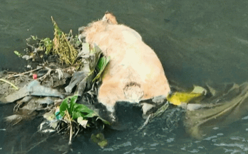 屏東萬丹排水溝驚見豬屍　採樣結果明天出爐