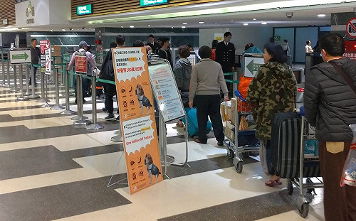 因應春節加強防疫！入境「三道防線」防範非洲豬瘟