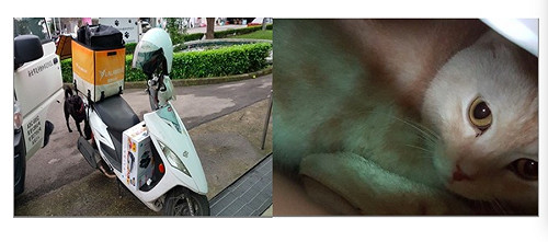 傻眼貓咪！棄養竟用快遞寄動物之家   動保處開罰三萬