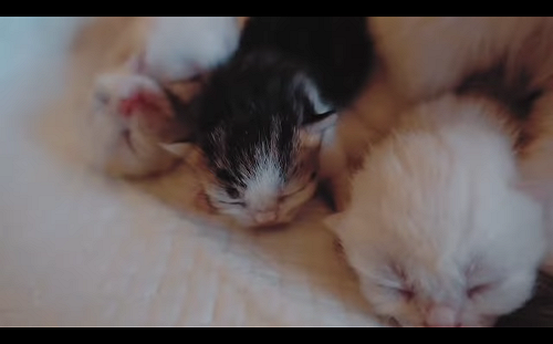 驚！男褲襠隆起裡面竟藏4隻小貓  闖星國邊界喵喵聲露餡遭逮