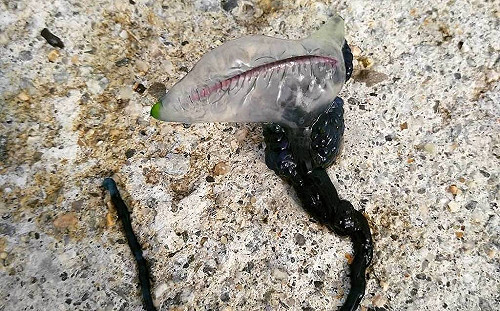 劇毒「僧帽水母」出現和平島　基市府持續監控中