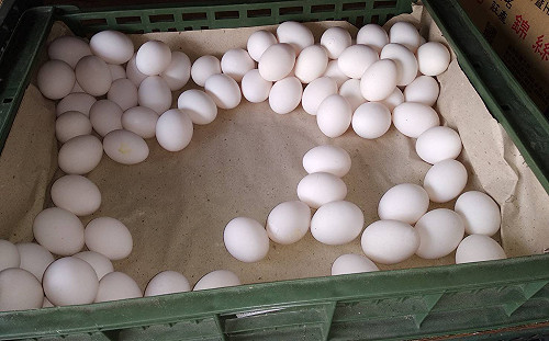 缺蛋真相／傳統店家常溫蛋一口氣漲6元　早餐小吃受害深