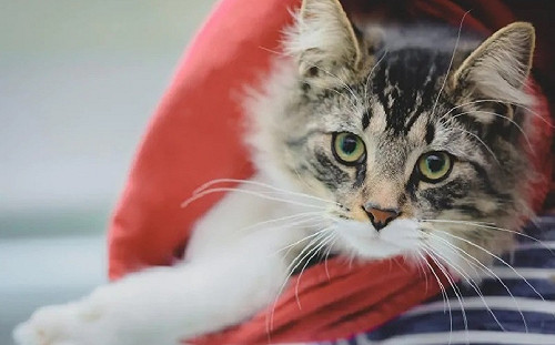 喵星人愛紙箱成癡　糊塗主人不小心把貓寄到1200公里外