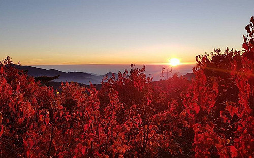 楓紅配雲海！看楓葉不必跑加拿大　林務局秘密景點曝光