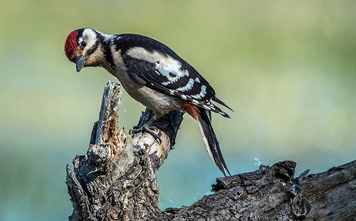 搶啄木鳥工作？用這項機器就能找出樹木病在哪