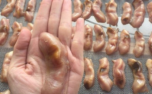 收烏魚胗給公職 前口湖鄉長蔡永常遭彈劾