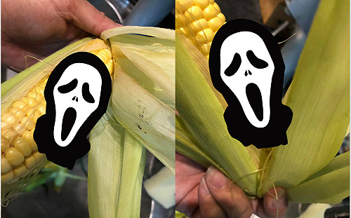 剝玉米驚見「大膿包」！網友崩潰狂嘔　內行人讚：是極品