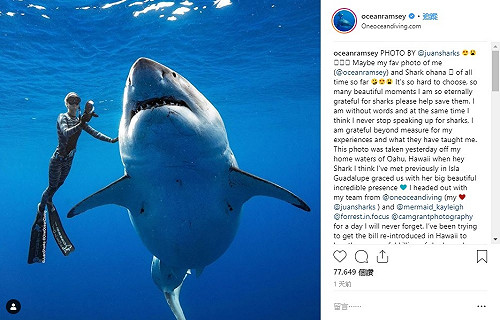 「深藍」出現 夏威夷外海發現超巨大大白鯊