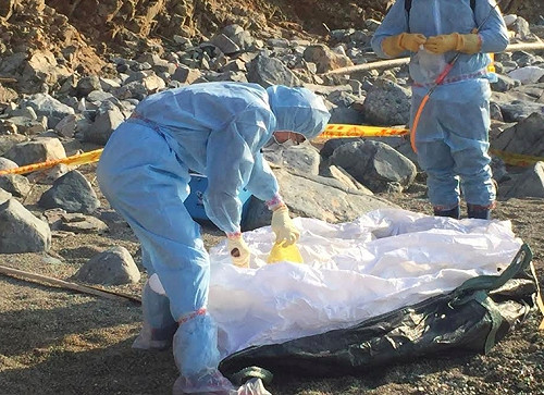 快訊》馬祖無人島漂流死豬　非洲豬瘟病毒呈陽性